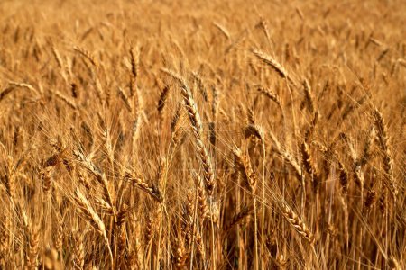 Ears of wheat, yellow field background, nature. Rich summer harvest, agriculture, food production. Lack of food wheat, export of wheat from Ukraine. Spot focus on spikelet