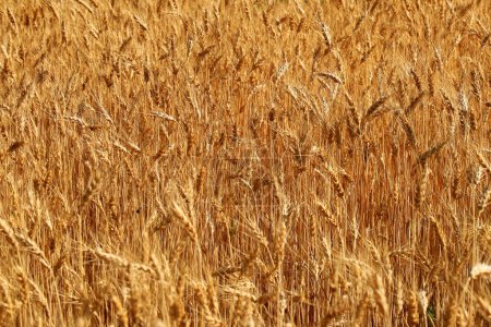 Ears of wheat, yellow field background, nature. Rich summer harvest, agriculture, food production. Lack of food wheat, export of wheat from Ukraine. Spot focus on spikelet