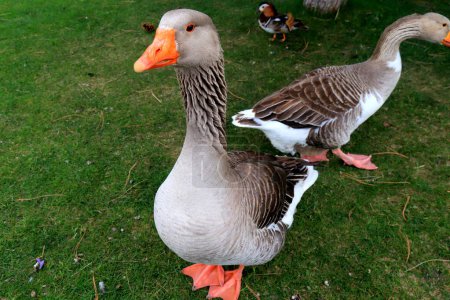 Beautiful gray geese, perigord geese walk on green lawn in summer on goose farm, duck meat, French foie gras delicacy, poultry, farm in village. Waterfowl hunting