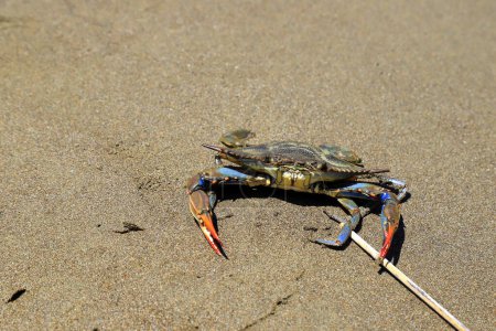 A large blue crab, Callinectes sapidus, with big claws sits on sand near sea. Crab fishing, gourmet seafood delicacy, delicious sea food in Turkey