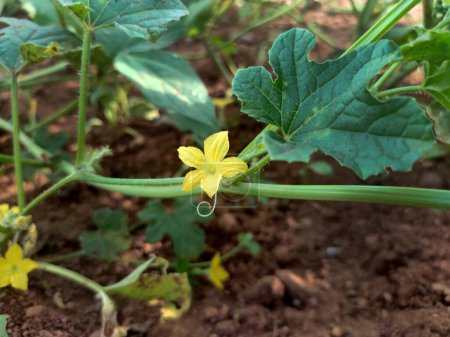 Foto de Flor de melón amargo es amarillo y en forma de trompeta. Se produce en racimos en las axilas de las hojas. - Imagen libre de derechos