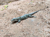 Leschenault's leaf-toed gecko India, House lizard butt it's big hoodie #702193372