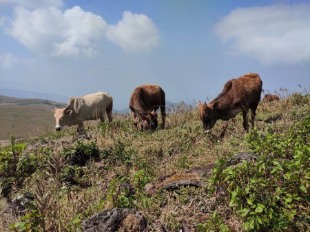 Cattle grazing on top of Baba Budan giri mountain in range of the Western Ghats of India