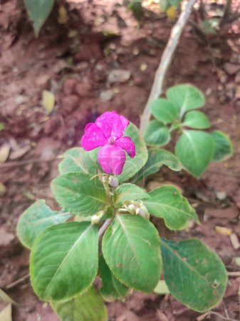 Impatiens walleriana, also known as busy Lizzie, balsam, sultana, or simply impatiens, is a species of the genus Impatiens