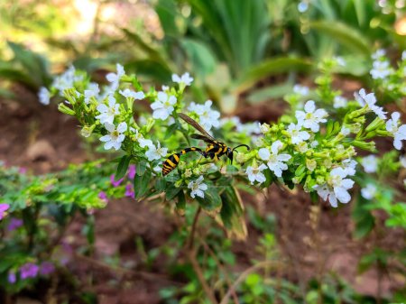 Phimenes flavopictus est une espèce de guêpe potier qui essaie d'obtenir du nectar des fleurs. C'est un animal solitaire qui a un corps brun à noir avec un ventre jaune. Sur la poitrine, il y a un motif jaune.