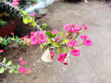 Foto de Euphorbia milii flores muestran un espectro de tonos vibrantes, que van desde rojos ardientes a rosas suaves y blancos prístinos, adornando los tallos espinosos de la planta con su delicada belleza. - Imagen libre de derechos