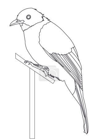 A monochrome depiction of the flame-throated bulbul, a small and colorful bird found in the Western Ghats of India.