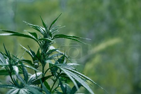 Téléchargez les photos : Gros plan d'une plante de cannabis verte - en image libre de droit