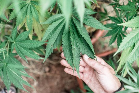 Photo for Closeup hand of caucasian man stroking the large green leaves of a marijuana plant - Medicinal use - Royalty Free Image