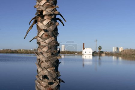 Foto de Tronco de una palmera frente al lago tranquilo cerca de la ciudad un día sin nubes - Macho estilo de vida - Imagen libre de derechos