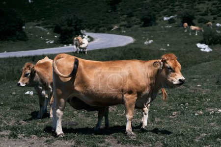 Foto de Manada de vacas pastando pacíficamente en la hierba de la pradera junto a la carretera en un lugar tranquilo, covadonga asturias, España - Parque Nacional - Imagen libre de derechos