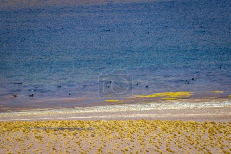 Foto de Patos flotando en Laguna Miscanti, lago salado en el desierto de Atacama, Chile, América del Sur - Imagen libre de derechos