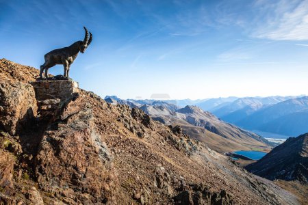 Téléchargez les photos : Bouquetin au-dessus de la chaîne de montagnes Piz Nair avec lac dans les Alpes suisses, Engadine, Suisse - en image libre de droit