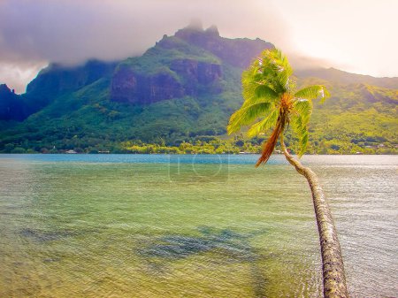 Photo for Palm tree over water at sunset, Moorea, French Polynesia, Tahiti - Royalty Free Image