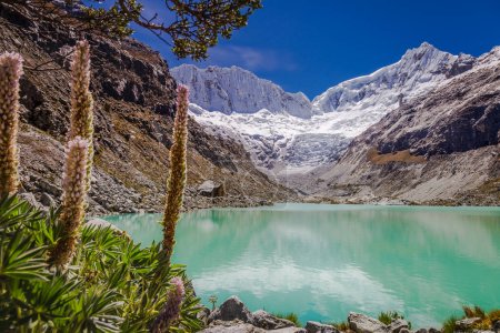 Lagune idyllique Llaca en Cordillère Blanca, Andes enneigées, Ancash, Pérou