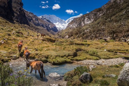 Fluss und Huascaran-Gebirge in der Cordillera Blanca, schneebedeckte Anden, Ancash, Peru, Südamerika