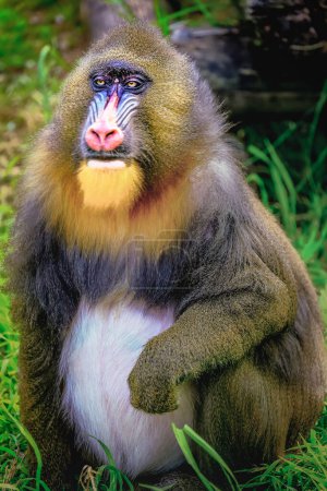Téléchargez les photos : Beau singe primate Mandril reposant, yeux timides regardant la caméra, Congo, Afrique Equatoriale - en image libre de droit