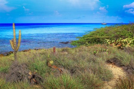 Foto de Caribe turquesa y playa desierta con cactus, divi divi un velero, Aruba, Antillas Holandesas - Imagen libre de derechos