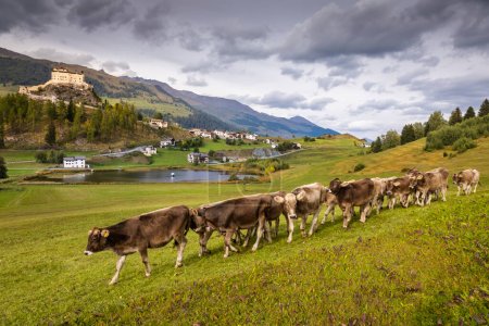 Vacas pastoreando y mirando cámara, Paisaje idílico del pueblo de Scuol Tarasp al amanecer, Engadine, Alpes suizos, Suiza