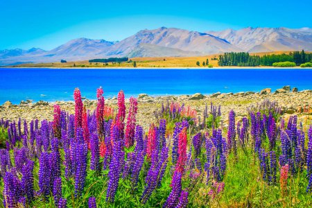 Téléchargez les photos : New Zealand Lake Tekapo, Mount Cook snowcapped massif and lupine flowers field in South Island - en image libre de droit