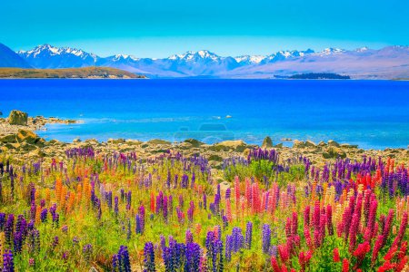 New Zealand Lake Tekapo, Mount Cook snowcapped massif and lupine flowers field in South Island