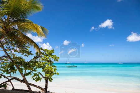 Foto de Tropical paradise, sand beach in caribbean Saona Island, Punta Cana, Dominican Republic - Imagen libre de derechos