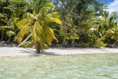 Téléchargez les photos : Palmiers et plage tropicale idyllique et isolée à Punta Cana, mer des Caraïbes turquoise - en image libre de droit