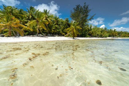 Téléchargez les photos : Palmiers et plage tropicale idyllique et isolée à Punta Cana, mer des Caraïbes turquoise - en image libre de droit