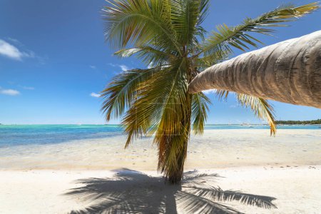 Téléchargez les photos : Palmier et plage tropicale idyllique et isolée à Punta Cana, mer des Caraïbes turquoise - en image libre de droit
