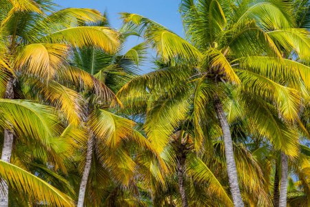 Téléchargez les photos : Paradis tropical, palmiers idylliques caribéens à Punta Cana lors d'une journée ensoleillée, République dominicaine - en image libre de droit