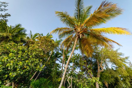 Téléchargez les photos : Paradis tropical, palmiers idylliques caribéens à Punta Cana lors d'une journée ensoleillée, République dominicaine - en image libre de droit