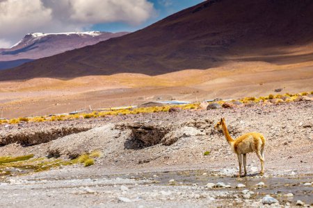 Foto de LLamas vicuna in Bolivia altiplano near Chilean atacama border, South America - Imagen libre de derechos