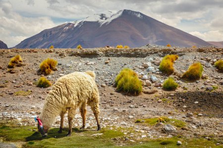 Foto de LLamas in Bolivia altiplano near Chilean atacama border, South America - Imagen libre de derechos