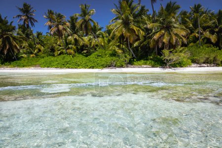Téléchargez les photos : Tropical beach in caribbean sea, idyllic Saona island, Punta Cana, Dominican Republic - en image libre de droit