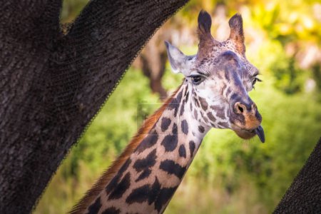 Girafe se demandant autour et manger des branches d'arbre, Floride, États-Unis d'Amérique