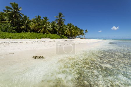 Foto de Playa tropical en el mar Caribe, isla idílica de Saona, Punta Cana, República Dominicana - Imagen libre de derechos