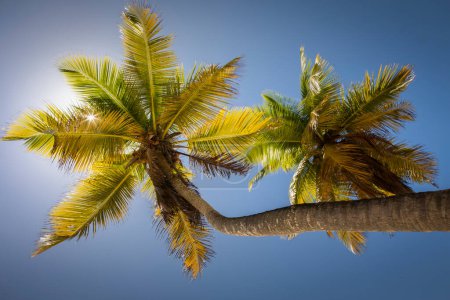 Téléchargez les photos : Sous les cocotiers ombre avec des rayons de soleil à Punta Cana idyllique, République dominicaine - en image libre de droit