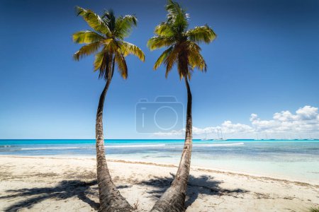 Téléchargez les photos : Plage tropicale dans la mer des Caraïbes, île idyllique de Saona, Punta Cana, République dominicaine - en image libre de droit