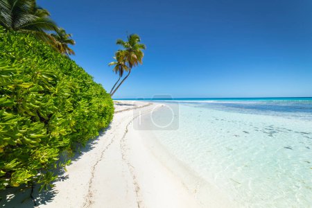 Téléchargez les photos : Plage tropicale dans la mer des Caraïbes, île idyllique de Saona, Punta Cana, République dominicaine - en image libre de droit