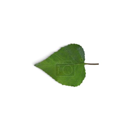 Téléchargez les photos : Leaf Floral Leaf Fusion Un mélange de beauté et de nature isolé sur fond blanc - en image libre de droit