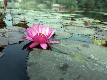 Foto de Flor de loto flotando en el fondo de la naturaleza del agua fondo de escritorio - Imagen libre de derechos