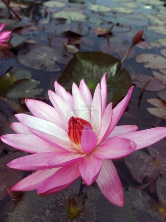 Foto de Flor de loto flotando en el fondo de la naturaleza del agua fondo de escritorio - Imagen libre de derechos