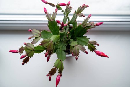 Roter Mai blüht auf der Fensterbank, rosa Schlumbergera-Kaktus, weihnachtlicher Erntedank-Krabbenkaktus. Haus grüne Pflanzen