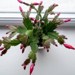 red may flower in bloom on a window sill, pink schlumbergera cactus, christmas thanksgiving crab cactus. House green plants