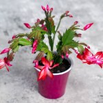 red may flower in bloom on a gray background, pink schlumbergera cactus, christmas thanksgiving crab cactus. House green plants