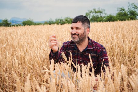 Téléchargez les photos : Agriculteur adulte caucasien examinant les cultures de blé, souriant pour le succès à la plantation de céréales. agruculteur mature travaillant sur la récolte. Concept rural. Photo de haute qualité - en image libre de droit