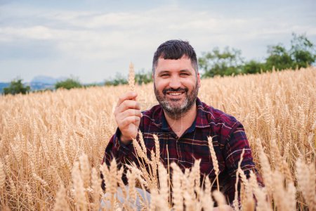 Photo for Mature farmer holding wheat and looking at camera smiling with successful attitude in a cereal field. Front view of one worker examining the quality of the harvest satisfied with the good results - Royalty Free Image