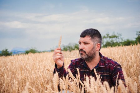 Téléchargez les photos : Un fermier sérieux s'est concentré à examiner la récolte de blé. Ouvrier agricole rural regardant la récolte. Cowboy vérifier et toucher la croissance du domaine ayant du succès sur l'industrie de l'agronomie - en image libre de droit