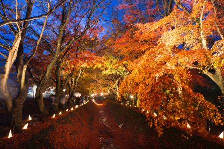 Photo for Maple Corridor, Momiji Kairo. At night time with lightup in autumn. Kawaguchiko lake, Japan. - Royalty Free Image