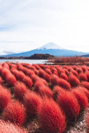 Foto de Colorido otoño de montaña Fuji paisaje vista destino con kochia rojo. A la luz del sol cielo despejado. Lago Kawaguchiko, Yamanashi, Japón. - Imagen libre de derechos